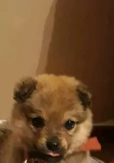 caine-Costin-Marculescu-2