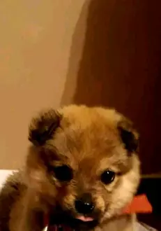 caine-Costin-Marculescu-2-2