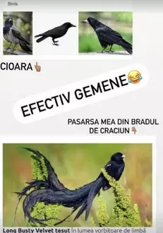 Adelina, mesaj pentru cei care au criticat-o