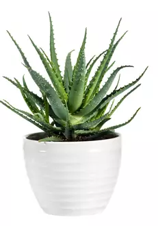 Succulent,Aloe,Vera,Plant,On,White,Pot,Isolated,On,White