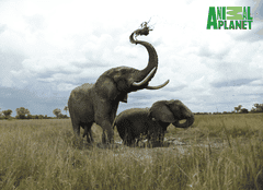 Animal Planet anunță o nouă premieră globală: „Eroi pentru animale”