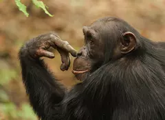 GALERIE FOTO. „Cimpanzeii”, primul episod al seriei „Dinastii”, va fi difuzat astăzi de BBC Earth