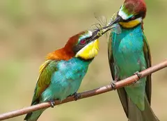 Emisiunea „Digi Animal Club” revine cu noi ediții din 6 iunie la Digi Animal World