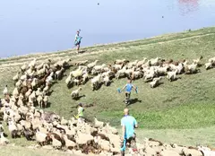 „Șerifii de România” ajung la stână