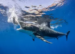 La Discovery începe „Shark Week”. Programele sunt disponibile și online