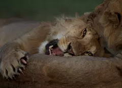 Seria de documentare „Luna feline” revine pe Nat Geo Wild din ianuarie