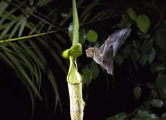 Netflix lansează în premieră trailerul extins pentru documentarul „Planeta noastră”