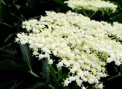 Socul, arbore medicament. Cum poate fi utilizat