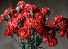 (P) Garoafa – o floare plină de sentimente