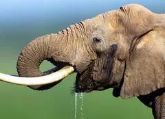 Documentarul „Atuurile animalelor” are premiera astăzi la BBC Earth | FOTO