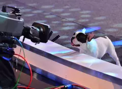 “Ham talent” începe duminică, 18 octombrie, de la ora 20.30, la Antena 1