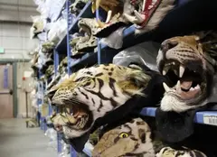 Premieră mondială la Discovery Channel: „Racing Extinction”
