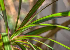 Dracena – floarea fericirii