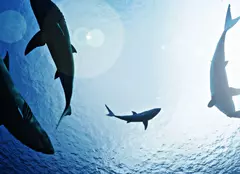 Care sunt premierele lunii iulie 2022 la National Geographic și National Geographic Wild