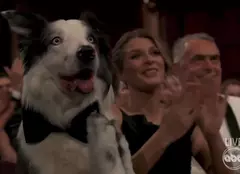 Messi, cățelul din „Anatomia unei prăbușiri”, are propria emisiune TV. Ce știm despre show-ul pregătit pentru „George Clooney în variantă canină”
