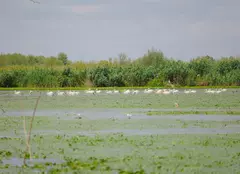 ROventura, 7 septembrie 2024. O călătorie fascinantă la Crișan, în minunata Delta Dunării