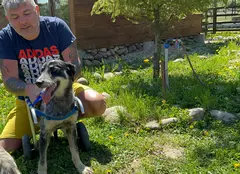 Papi Land - Prieteni pe viață, o nouă emisiune la Prima TV. Când începe show-ul dedicat iubitorilor de animale