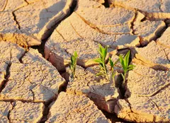 Top 5 culturi rezistente la secetă pentru climatul românesc