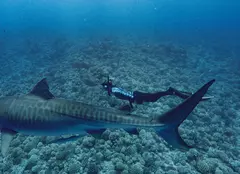 National Geographic aduce în iulie documentare spectaculoase. Tom Hiddleston, Pompeii și SharkFest, printre premiere
