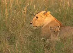 „Leul”, noua serie documentară National Geographic. Povestea impresionantă a unui pui de leu urmărit timp de patru ani