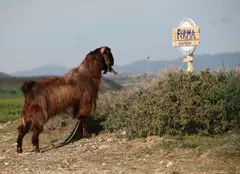 „Ferma vedetelor” se pregătește de start!