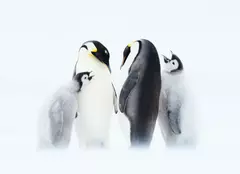 GALERIE FOTO. Astăzi, BBC Earth difuzează al doilea episod al seriei „Dinastii” – „Împăratul”