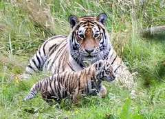 Netflix a lansat trailerul pentru „Tiger King 2”. Când va avea premiera