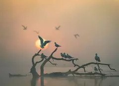 „România sălbatică”, super documentarul dedicat naturii din România, disponibil pe HBO Max