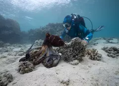 Când are premiera „Secretele caracatiței” pe National Geographic Wild. Regizat de James Cameron, serialul a fost premiat cu Emmy