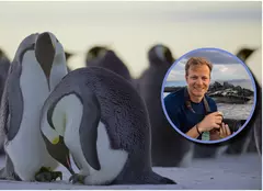 „Secretele pinguinilor”, documentarul prezentat de Bertie Gregory, de Ziua Pământului 2025. Unde îl poți vedea