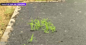 La Roșiorii de Vede, iarba răsare din asfaltul abia turnat