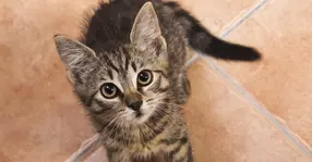 BANC | Mare concurs: "Cea mai ermetică mașină"