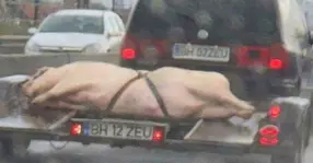 Chiar suntem cei mai inventivi când vine vorba de transportat porcii pentru Crăciun