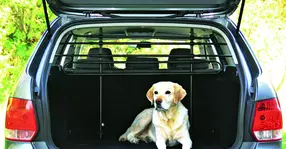 Pasageri necuvântători: Cum se transportă în siguranță animalele de companie?