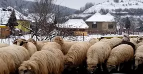 Motivul pentru care drumul european E81 a fost blocat este halucinant