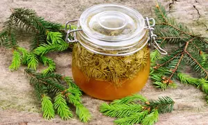 Sirop de muguri de brad