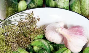 Castraveciori muraţi