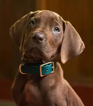 Prima imagine cu noul Scooby-Doo! Netflix lansează un serial live-action în care personajul e un câine real