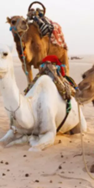 Sapte Zile Sase Nopti Si O Tunisie Divertisment Unica Ro
