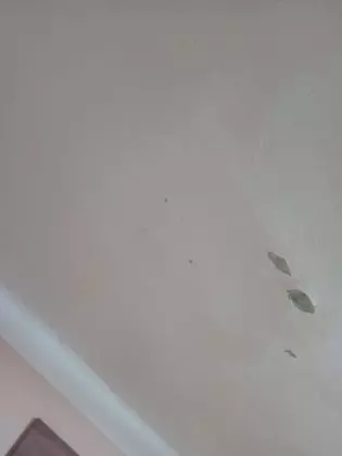 miela-francu-atac-armat-1