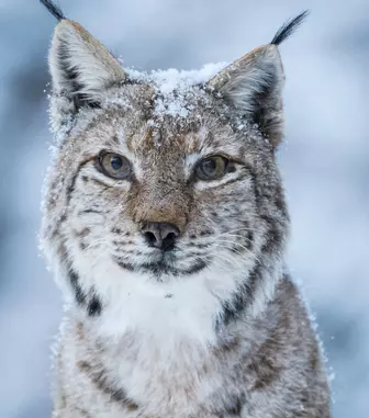 Maraton România sălbatică, de 1 decembrie pe Discovery. Program difuzărilor