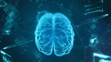 Creierul uman ar fi format, de fapt, din două organe. Descoperirea care îi surprinde pe neurologi