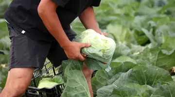Cum alegi varza pentru murat ca să obții sarmale fragede. Detaliul pe care trebuie să-l verifici înainte să o cumperi de la piață
