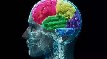 Dacă reușești să faci acest test de anatomie ai un IQ de geniu