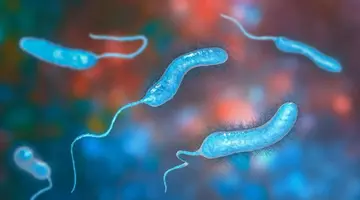 Bacteria Vibrio, supranumită „bacteria mâncătoare de carne”, se răspândește pe litoralul Europei. Plaje închise