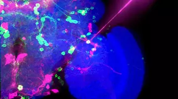 Nobelul pentru Medicină 2026. Descoperirea care permite controlarea celulelor nervoase cu ajutorul luminii