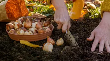 Ce flori se plantează în octombrie pentru o grădină spectaculoasă la primăvară. Sfaturile specialiștilor