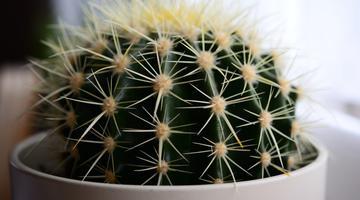 Unde să pui un cactus în casă pentru a atrage bogăția și abundența