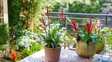 Păstrează vara aproape: transformă-ți casa cu ajutorul bromeliilor