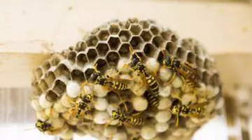 Viespile invadează curțile românilor la final de august! Ce le atrage lângă casă și cum scapi de ele fără insecticid